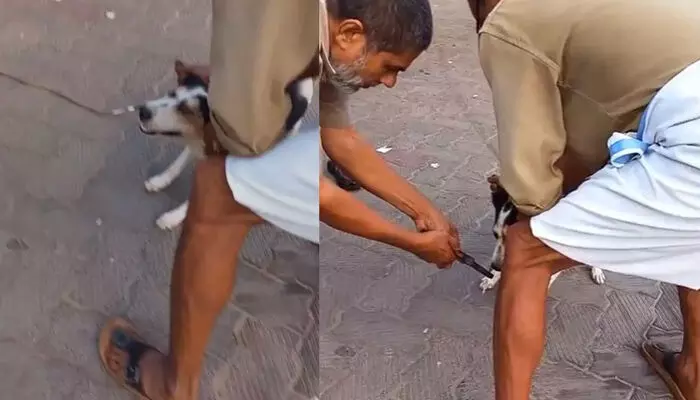 മുള്ളന് പന്നിയുടെ മുള്ള് മൂക്കില് തുളച്ച് കയറി; ഭക്ഷണം പോലും കഴിക്കാന് പറ്റാതെ തെരുവ് നായ; രക്ഷകരായി ഓട്ടോ തൊഴിലാളികള് മുള്ളന് പന്നിയുടെ മുള്ള് മൂക്കില് തുളച്ച് കയറി; ഭക്ഷണം പോലും കഴിക്കാന് പറ്റാതെ തെരുവ് നായ; രക്ഷകരായി ഓട്ടോ തൊഴിലാളികള്