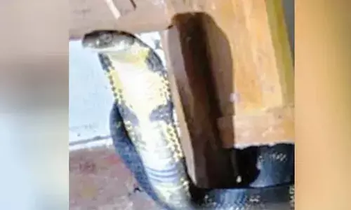 അര്‍ദ്ധരാത്രിയില്‍ കട്ടിലിനടിയില്‍ ശബ്ദം; ടോര്‍ച്ചടിച്ചപ്പോള്‍ കണ്ടത് പടുകൂറ്റന്‍ രാജവെമ്പാല