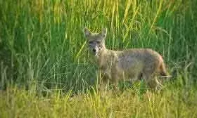 ചായ കുടിച്ചശേഷം കൈ കഴുകുന്നതിനിടെ കുറുനരി ആക്രമിച്ചു; കുറുനരിയുടെ ആക്രമണത്തില്‍ യുവാക്കള്‍ക്ക് പരിക്ക്