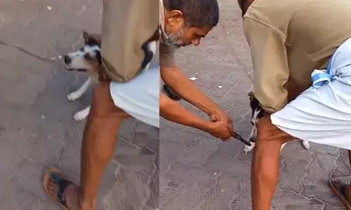 മുള്ളന്‍ പന്നിയുടെ മുള്ള് മൂക്കില്‍ തുളച്ച് കയറി; ഭക്ഷണം പോലും കഴിക്കാന്‍ പറ്റാതെ തെരുവ് നായ; രക്ഷകരായി ഓട്ടോ തൊഴിലാളികള്‍