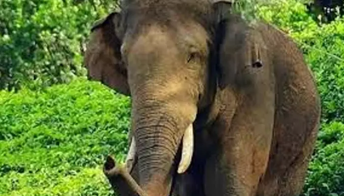 അതിരപ്പള്ളിയില് 75കാരനെ കാട്ടാന ചവിട്ടിക്കൊന്നു; കാട്ടാനക്കൂട്ടം ആക്രമിച്ചത് ചായകുടിക്കാന് വീട്ടില് നിന്നും ഇറങ്ങിയപ്പോള് അതിരപ്പള്ളിയില് 75കാരനെ കാട്ടാന ചവിട്ടിക്കൊന്നു; കാട്ടാനക്കൂട്ടം ആക്രമിച്ചത് ചായകുടിക്കാന് വീട്ടില് നിന്നും ഇറങ്ങിയപ്പോള്