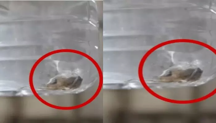 ദാഹം കൊണ്ട് ഒരു കുപ്പിവെള്ളം വാങ്ങി കുടിച്ചു; പിന്നാലെ യുവാവ് നേരെ വിട്ടത് ആശുപത്രിയിലോട്ട്; വെള്ളത്തിലെ മനം മടുത്തുന്ന കാഴ്ച കണ്ട് അമ്പരപ്പ് ദാഹം കൊണ്ട് ഒരു കുപ്പിവെള്ളം വാങ്ങി കുടിച്ചു; പിന്നാലെ യുവാവ് നേരെ വിട്ടത് ആശുപത്രിയിലോട്ട്; വെള്ളത്തിലെ മനം മടുത്തുന്ന കാഴ്ച കണ്ട് അമ്പരപ്പ്