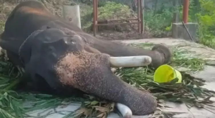 മുല്ലയ്ക്കല്‍ ക്ഷേത്രത്തിലെ ശീവേലി സമയത്ത് ക്ഷേത്ര മതില്‍ക്കെട്ടനകത്ത് തളച്ചിരുന്ന ബാലകൃഷ്ണന്‍ മറിഞ്ഞു വീണു; ആന മുല്ലയ്ക്കല്‍ ബാലകൃഷ്ണന്‍ ചരിഞ്ഞു