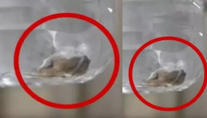 യാത്രക്കിടെ കുപ്പിവെള്ളം വാങ്ങിക്കുടിച്ചു; കുട്ടിക്ക് നൽകാൻ നൽകാനൊരുങ്ങുമ്പോൾ കുപ്പിക്ക് ഉള്ളിൽ നിന്ന് ദുർഗന്ധം; പരിശോധനയിൽ കണ്ടെത്തിയത് ചത്ത പല്ലി; ചികിത്സ തേടി യുവാവ് യാത്രക്കിടെ കുപ്പിവെള്ളം വാങ്ങിക്കുടിച്ചു; കുട്ടിക്ക് നൽകാൻ നൽകാനൊരുങ്ങുമ്പോൾ കുപ്പിക്ക് ഉള്ളിൽ നിന്ന് ദുർഗന്ധം; പരിശോധനയിൽ കണ്ടെത്തിയത് ചത്ത പല്ലി; ചികിത്സ തേടി യുവാവ്