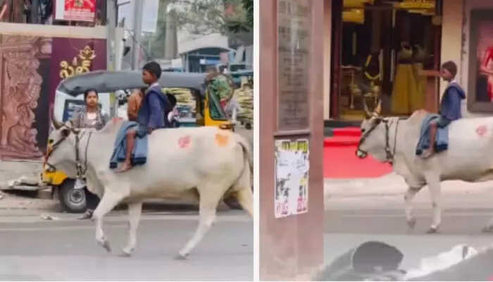 ആധുനിക നഗരം, പരമ്പരാഗത സവാരി; കാളപ്പുറത്ത് കുട്ടിയെ ഇരുത്തി തിരക്കേറിയ വണ്‍വേ റോഡില്‍ കൂടി പോകുന്ന സ്ത്രീ; വീഡിയോ പ്രചരിക്കുന്നു