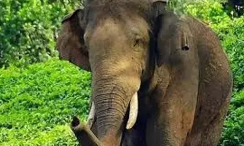 അതിരപ്പള്ളിയില് 75കാരനെ കാട്ടാന ചവിട്ടിക്കൊന്നു; കാട്ടാനക്കൂട്ടം ആക്രമിച്ചത് ചായകുടിക്കാന് വീട്ടില് നിന്നും ഇറങ്ങിയപ്പോള് അതിരപ്പള്ളിയില് 75കാരനെ കാട്ടാന ചവിട്ടിക്കൊന്നു; കാട്ടാനക്കൂട്ടം ആക്രമിച്ചത് ചായകുടിക്കാന് വീട്ടില് നിന്നും ഇറങ്ങിയപ്പോള്