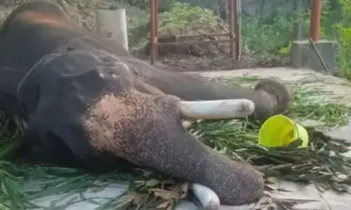 മുല്ലയ്ക്കല്‍ ക്ഷേത്രത്തിലെ ശീവേലി സമയത്ത് ക്ഷേത്ര മതില്‍ക്കെട്ടനകത്ത് തളച്ചിരുന്ന ബാലകൃഷ്ണന്‍ മറിഞ്ഞു വീണു; ആന മുല്ലയ്ക്കല്‍ ബാലകൃഷ്ണന്‍ ചരിഞ്ഞു