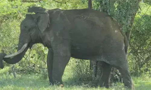 അതിരപ്പിള്ളിയില്‍ വൃദ്ധനെ കാട്ടാന ചവിട്ടിക്കൊന്നു; മരിച്ചത് അതിരപ്പിള്ളി തൈക്കൂടന്‍ സുബ്രന്‍