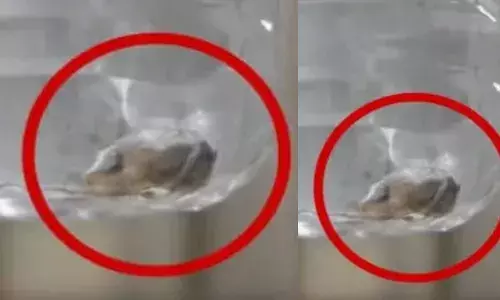 യാത്രക്കിടെ കുപ്പിവെള്ളം വാങ്ങിക്കുടിച്ചു; കുട്ടിക്ക് നൽകാൻ നൽകാനൊരുങ്ങുമ്പോൾ കുപ്പിക്ക് ഉള്ളിൽ നിന്ന് ദുർഗന്ധം; പരിശോധനയിൽ കണ്ടെത്തിയത് ചത്ത പല്ലി; ചികിത്സ തേടി യുവാവ്