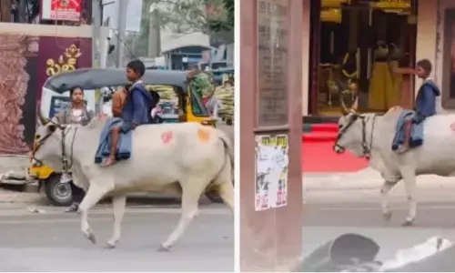 ആധുനിക നഗരം, പരമ്പരാഗത സവാരി; കാളപ്പുറത്ത് കുട്ടിയെ ഇരുത്തി തിരക്കേറിയ വണ്‍വേ റോഡില്‍ കൂടി പോകുന്ന സ്ത്രീ; വീഡിയോ പ്രചരിക്കുന്നു