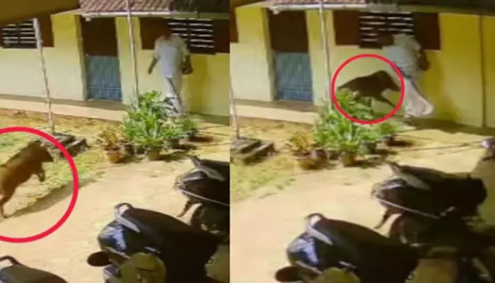 കോളേജ് വരാന്തയിലൂടെ നടക്കുകയായിരുന്ന അധ്യാപകൻ; പെട്ടെന്ന് മുന്നിലേക്ക് പാഞ്ഞെത്തിയ കാട്ടുപന്നി; ഓടിവന്ന് ഇടിച്ചുതെറിപ്പിക്കാൻ ശ്രമം; രക്ഷപ്പെട്ടത് ഭാഗ്യം കൊണ്ട് മാത്രം കോളേജ് വരാന്തയിലൂടെ നടക്കുകയായിരുന്ന അധ്യാപകൻ; പെട്ടെന്ന് മുന്നിലേക്ക് പാഞ്ഞെത്തിയ കാട്ടുപന്നി; ഓടിവന്ന് ഇടിച്ചുതെറിപ്പിക്കാൻ ശ്രമം; രക്ഷപ്പെട്ടത് ഭാഗ്യം കൊണ്ട് മാത്രം