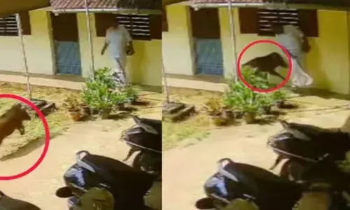 കോളേജ് വരാന്തയിലൂടെ നടക്കുകയായിരുന്ന അധ്യാപകൻ; പെട്ടെന്ന് മുന്നിലേക്ക് പാഞ്ഞെത്തിയ കാട്ടുപന്നി; ഓടിവന്ന് ഇടിച്ചുതെറിപ്പിക്കാൻ ശ്രമം; രക്ഷപ്പെട്ടത് ഭാഗ്യം കൊണ്ട് മാത്രം