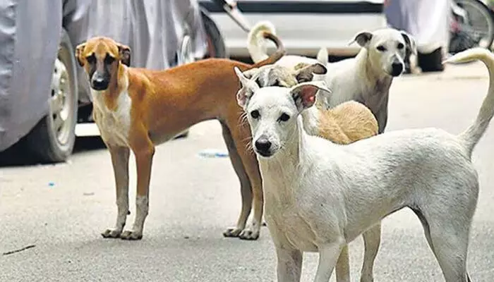 അമ്മയുടെ മടിയില്‍ ഇരുന്ന ഒന്നര വയസ്സുകാരന്റെ മുഖത്ത് തെരുവുനായ കടിച്ചു; കുട്ടി തൃശൂര്‍ മെഡിക്കല്‍ കോളേജില്‍ ചികിത്സയില്‍: കുട്ടികളടക്കം നിരവധി പേര്‍ക്ക് കടിയേറ്റതായി റിപ്പോര്‍ട്ട്