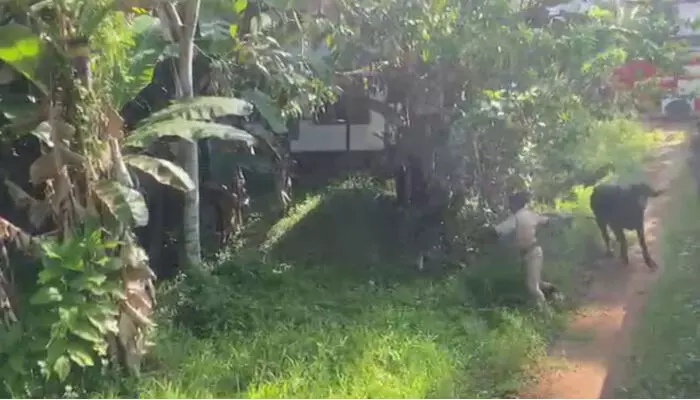 വിരണ്ടോടിയ പോത്ത് നാല് പേരെ കുത്തി; പോത്തിനെ പിടിച്ചുകെട്ടി ഫയര്ഫോഴ്സ് വിരണ്ടോടിയ പോത്ത് നാല് പേരെ കുത്തി; പോത്തിനെ പിടിച്ചുകെട്ടി ഫയര്ഫോഴ്സ്