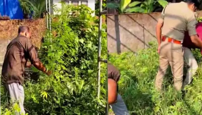 കോഴിക്കോട് നഗരത്തിലെ ആളൊഴിഞ്ഞ പറമ്പില് നിന്ന ചെടികളുടെ ഇലകൾക്ക് നല്ല വ്യത്യാസം; ഒരൊറ്റ കോളിൽ സ്ഥലത്ത് എക്സൈസ് അടക്കം പാഞ്ഞെത്തി; ഇത് ആര് ചെയ്തുവെന്നതിൽ ദുരൂഹത കോഴിക്കോട് നഗരത്തിലെ ആളൊഴിഞ്ഞ പറമ്പില് നിന്ന ചെടികളുടെ ഇലകൾക്ക് നല്ല വ്യത്യാസം; ഒരൊറ്റ കോളിൽ സ്ഥലത്ത് എക്സൈസ് അടക്കം പാഞ്ഞെത്തി; ഇത് ആര് ചെയ്തുവെന്നതിൽ ദുരൂഹത