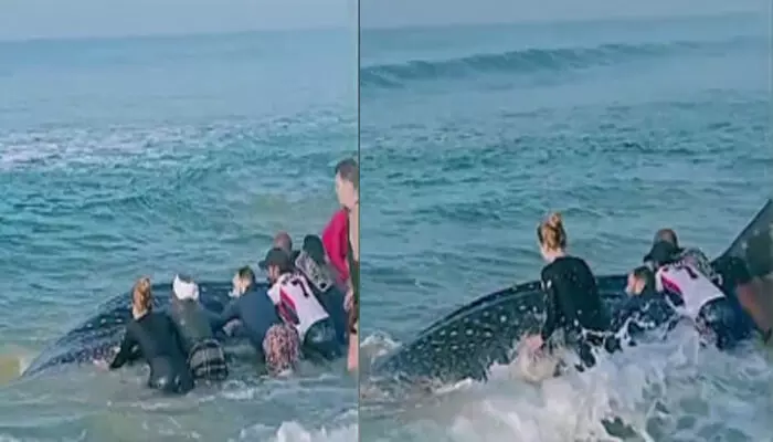 അസാധാരണ തൂക്കം കാരണം വല വരെ പൊട്ടി; ഒന്ന് നീങ്ങി മണലിൽ പൂഴ്ന്ന് പോയതും പൊല്ലാപ്പ്; കരയ്ക്കടിഞ്ഞ ജീവനുള്ള കൂറ്റൻ തിമിംഗലത്തെ രക്ഷപ്പെടുത്തി നാട്ടുകാർ അസാധാരണ തൂക്കം കാരണം വല വരെ പൊട്ടി; ഒന്ന് നീങ്ങി മണലിൽ പൂഴ്ന്ന് പോയതും പൊല്ലാപ്പ്; കരയ്ക്കടിഞ്ഞ ജീവനുള്ള കൂറ്റൻ തിമിംഗലത്തെ രക്ഷപ്പെടുത്തി നാട്ടുകാർ