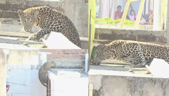 നാഗ്പൂരിലെ ജനവാസ മേഖലയില്‍ പുള്ളിപ്പുലി; 7 പേരെ ആക്രമിച്ചു; ഒടുവില്‍ പിടികൂടി