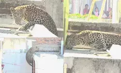 നാഗ്പൂരിലെ ജനവാസ മേഖലയില് പുള്ളിപ്പുലി; 7 പേരെ ആക്രമിച്ചു; ഒടുവില് പിടികൂടി നാഗ്പൂരിലെ ജനവാസ മേഖലയില് പുള്ളിപ്പുലി; 7 പേരെ ആക്രമിച്ചു; ഒടുവില് പിടികൂടി