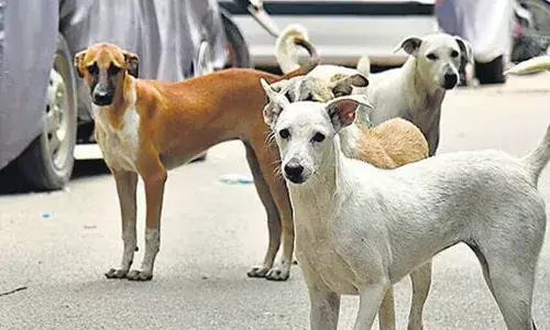 അമ്മയുടെ മടിയില്‍ ഇരുന്ന ഒന്നര വയസ്സുകാരന്റെ മുഖത്ത് തെരുവുനായ കടിച്ചു; കുട്ടി തൃശൂര്‍ മെഡിക്കല്‍ കോളേജില്‍ ചികിത്സയില്‍: കുട്ടികളടക്കം നിരവധി പേര്‍ക്ക് കടിയേറ്റതായി റിപ്പോര്‍ട്ട്