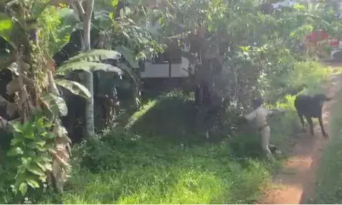വിരണ്ടോടിയ പോത്ത് നാല് പേരെ കുത്തി; പോത്തിനെ പിടിച്ചുകെട്ടി ഫയര്‍ഫോഴ്‌സ്