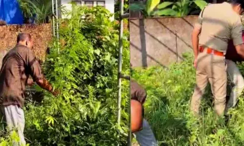 കോഴിക്കോട് നഗരത്തിലെ ആളൊഴിഞ്ഞ പറമ്പില്‍ നിന്ന ചെടികളുടെ ഇലകൾക്ക് നല്ല വ്യത്യാസം; ഒരൊറ്റ കോളിൽ സ്ഥലത്ത് എക്സൈസ് അടക്കം പാഞ്ഞെത്തി; ഇത് ആര് ചെയ്തുവെന്നതിൽ ദുരൂഹത