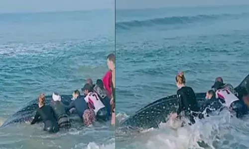 അസാധാരണ തൂക്കം കാരണം വല വരെ പൊട്ടി; ഒന്ന് നീങ്ങി മണലിൽ പൂഴ്ന്ന് പോയതും പൊല്ലാപ്പ്; കരയ്ക്കടിഞ്ഞ ജീവനുള്ള കൂറ്റൻ തിമിംഗലത്തെ രക്ഷപ്പെടുത്തി നാട്ടുകാർ