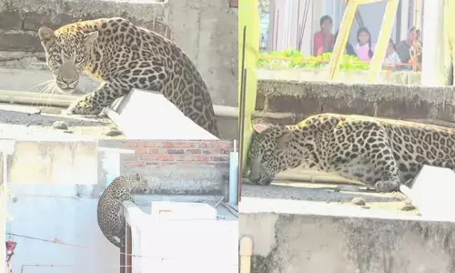 നാഗ്പൂരിലെ ജനവാസ മേഖലയില്‍ പുള്ളിപ്പുലി; 7 പേരെ ആക്രമിച്ചു; ഒടുവില്‍ പിടികൂടി