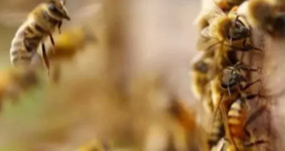 തൃശൂര് വലക്കാവ് സ്കൂളിലെ പോളിംഗ് ബൂത്തില് തേനീച്ച ആക്രമണം; എട്ടുപേര്ക്ക് പരിക്ക്; ആരുടേയും പരിക്ക് ഗുരുതരമല്ല തൃശൂര് വലക്കാവ് സ്കൂളിലെ പോളിംഗ് ബൂത്തില് തേനീച്ച ആക്രമണം; എട്ടുപേര്ക്ക് പരിക്ക്; ആരുടേയും പരിക്ക് ഗുരുതരമല്ല