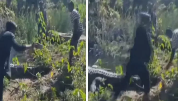 വെറുതെ വിടാൻ ഉദ്ദേശമില്ല..! മിണ്ടാതെ കിടന്ന മുതലയുടെ വാലിൽ പിടിച്ച് വലിക്കുന്ന ഒരുകൂട്ടം യുവാക്കൾ; റീൽസെടുക്കാനും ശ്രമം; അതിരുവിട്ട പ്രവർത്തിയിൽ വ്യാപക വിമർശനം വെറുതെ വിടാൻ ഉദ്ദേശമില്ല..! മിണ്ടാതെ കിടന്ന മുതലയുടെ വാലിൽ പിടിച്ച് വലിക്കുന്ന ഒരുകൂട്ടം യുവാക്കൾ; റീൽസെടുക്കാനും ശ്രമം; അതിരുവിട്ട പ്രവർത്തിയിൽ വ്യാപക വിമർശനം