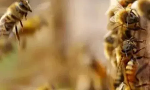 തൃശൂര്‍ വലക്കാവ് സ്‌കൂളിലെ പോളിംഗ് ബൂത്തില്‍ തേനീച്ച ആക്രമണം; എട്ടുപേര്‍ക്ക് പരിക്ക്; ആരുടേയും പരിക്ക് ഗുരുതരമല്ല