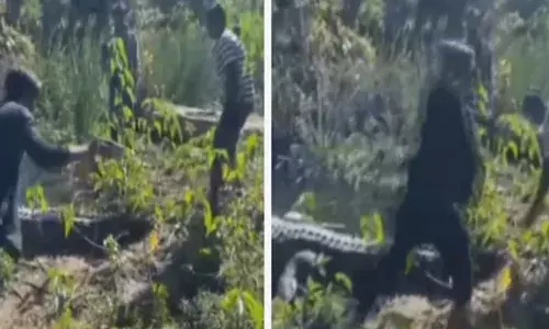 വെറുതെ വിടാൻ ഉദ്ദേശമില്ല..! മിണ്ടാതെ കിടന്ന മുതലയുടെ വാലിൽ പിടിച്ച് വലിക്കുന്ന ഒരുകൂട്ടം യുവാക്കൾ; റീൽസെടുക്കാനും ശ്രമം; അതിരുവിട്ട പ്രവർത്തിയിൽ വ്യാപക വിമർശനം