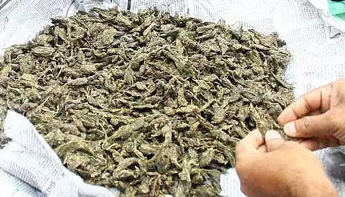 ലഹരിക്കേസില് ജയിലില് കഴിയുന്ന മകന് വസ്ത്രത്തില് ഒളിപ്പിച്ച് കഞ്ചാവ് എത്തിക്കാന് ശ്രമം; മാതാപിതാക്കള് അറസ്റ്റില് ലഹരിക്കേസില് ജയിലില് കഴിയുന്ന മകന് വസ്ത്രത്തില് ഒളിപ്പിച്ച് കഞ്ചാവ് എത്തിക്കാന് ശ്രമം; മാതാപിതാക്കള് അറസ്റ്റില്