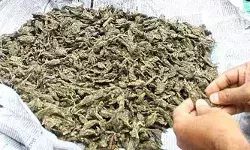 ലഹരിക്കേസില്‍ ജയിലില്‍ കഴിയുന്ന മകന് വസ്ത്രത്തില്‍ ഒളിപ്പിച്ച് കഞ്ചാവ് എത്തിക്കാന്‍ ശ്രമം; മാതാപിതാക്കള്‍ അറസ്റ്റില്‍