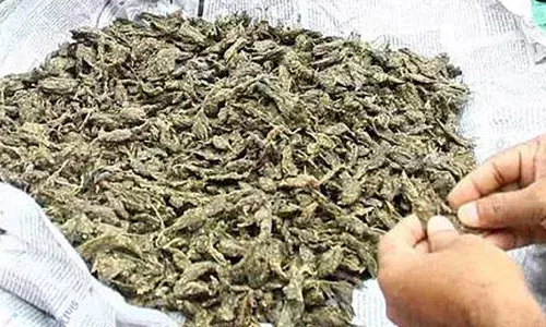 ലഹരിക്കേസില്‍ ജയിലില്‍ കഴിയുന്ന മകന് വസ്ത്രത്തില്‍ ഒളിപ്പിച്ച് കഞ്ചാവ് എത്തിക്കാന്‍ ശ്രമം; മാതാപിതാക്കള്‍ അറസ്റ്റില്‍