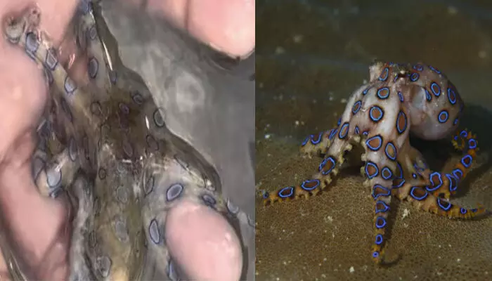 പുറത്ത് നീല പുള്ളികൾ ഉള്ള ഒരു വെറൈറ്റി നീരാളി; കണ്ടപ്പോൾ തന്നെ കൗതുകം; ആളെ കൈയ്യിലെടുത്തതും ജീവന് തന്നെ ഭീഷണിയാകുന്ന കാഴ്ച; രക്ഷപ്പെട്ടത് ജസ്റ്റ് മിസ്സിന് പുറത്ത് നീല പുള്ളികൾ ഉള്ള ഒരു വെറൈറ്റി നീരാളി; കണ്ടപ്പോൾ തന്നെ കൗതുകം; ആളെ കൈയ്യിലെടുത്തതും ജീവന് തന്നെ ഭീഷണിയാകുന്ന കാഴ്ച; രക്ഷപ്പെട്ടത് ജസ്റ്റ് മിസ്സിന്