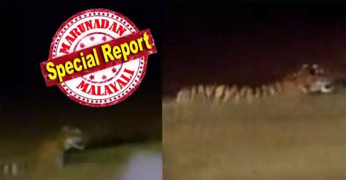 ആരോഗ്യവാനായ അഞ്ച് വയസ്സുള്ള ആണ് കടുവ; നീര്വാരം വനത്തില് നിന്നെത്തിയ കടുവ തിരിച്ച് കാടുകയറുമെന്ന് നിഗമനം; ഇതുവരെ ആളുകളെയോ വളര്ത്തു മൃഗങ്ങളെയോ ആക്രമിച്ചിട്ടില്ലാത്ത കടുവ ഉള്ളത് ചീക്കല്ലൂരിലെ പുളിക്കലില് കാടുമൂടിയ വയലില്; കാടു കയറിയില്ലെങ്കില് മയക്കു വെടി; പനമരത്തും കണിയാമ്പറ്റയിലും ജാഗ്രത ആരോഗ്യവാനായ അഞ്ച് വയസ്സുള്ള ആണ് കടുവ; നീര്വാരം വനത്തില് നിന്നെത്തിയ കടുവ തിരിച്ച് കാടുകയറുമെന്ന് നിഗമനം; ഇതുവരെ ആളുകളെയോ വളര്ത്തു മൃഗങ്ങളെയോ ആക്രമിച്ചിട്ടില്ലാത്ത കടുവ ഉള്ളത് ചീക്കല്ലൂരിലെ പുളിക്കലില് കാടുമൂടിയ വയലില്; കാടു കയറിയില്ലെങ്കില് മയക്കു വെടി; പനമരത്തും കണിയാമ്പറ്റയിലും ജാഗ്രത