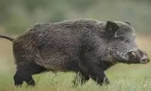 കാട്ടുപന്നി കുറുകെ ചാടി; സ്കൂട്ടര് മറിഞ്ഞ് യുവാവിനും ഏഴു വയസുകാരിക്കും പരിക്ക് കാട്ടുപന്നി കുറുകെ ചാടി; സ്കൂട്ടര് മറിഞ്ഞ് യുവാവിനും ഏഴു വയസുകാരിക്കും പരിക്ക്