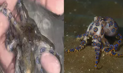 പുറത്ത് നീല പുള്ളികൾ ഉള്ള ഒരു വെറൈറ്റി നീരാളി; കണ്ടപ്പോൾ തന്നെ കൗതുകം; ആളെ കൈയ്യിലെടുത്തതും ജീവന് തന്നെ ഭീഷണിയാകുന്ന കാഴ്ച; രക്ഷപ്പെട്ടത് ജസ്റ്റ് മിസ്സിന്