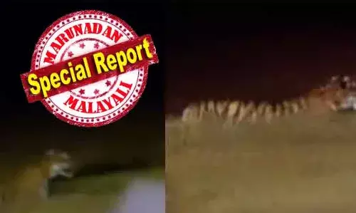 ആരോഗ്യവാനായ അഞ്ച് വയസ്സുള്ള ആണ്‍ കടുവ; നീര്‍വാരം വനത്തില്‍ നിന്നെത്തിയ കടുവ തിരിച്ച് കാടുകയറുമെന്ന് നിഗമനം; ഇതുവരെ ആളുകളെയോ വളര്‍ത്തു മൃഗങ്ങളെയോ ആക്രമിച്ചിട്ടില്ലാത്ത കടുവ ഉള്ളത് ചീക്കല്ലൂരിലെ പുളിക്കലില്‍ കാടുമൂടിയ വയലില്‍; കാടു കയറിയില്ലെങ്കില്‍ മയക്കു വെടി; പനമരത്തും കണിയാമ്പറ്റയിലും ജാഗ്രത