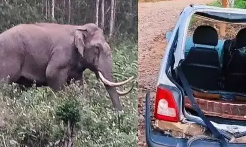 കാറിന് നേരെ പാഞ്ഞെടുത്ത കാട്ടാനയും; മൂന്നാറിൽ ജനവാസ മേഖലയിലിറങ്ങി ഭീതി വിതച്ച കാട്ടുപോത്ത്; കടുത്ത ഭീതിയിൽ നാട്ടുകാർ