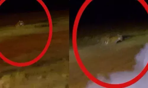 പനമരത്ത് ജനവാസ മേഖലയില്‍ ഇറങ്ങിയ കടുവയെ മയക്കുവെടിവച്ച് പിടികൂടും; സ്‌കൂളുകള്‍ക്ക് ഇന്നും അവധി