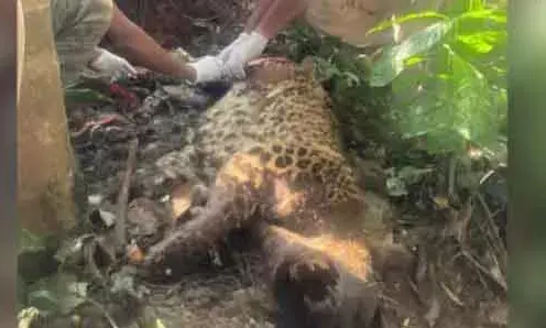 കോട്ടക്കുന്നില്‍ ചത്ത നിലയില്‍ കണ്ടെത്തിയത് നാല് വയസ്സുള്ള പെണ്‍പുലി; അസുഖം കാരണമുളള മരണമെന്ന് വിലയിരുത്തല്‍