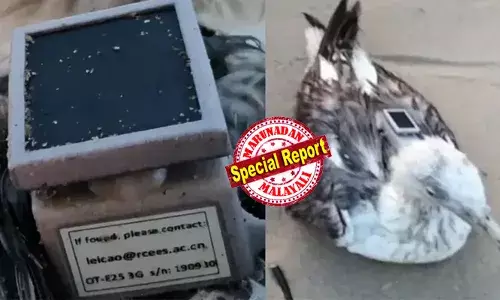 ചൈനീസ് ജിപിഎസ് ഘടിപ്പിച്ച കടല്‍കാക്ക കര്‍ണാടകയിലെ നാവികസേനാ ആസ്ഥാനത്തിന്റെ തീരത്ത്; പരിക്കേറ്റ പക്ഷിയുടെ ശരീരത്തില്‍ കണ്ടെത്തിയത് സോളാര്‍ പാനലോടു കൂടിയ ഇലക്ട്രോണിക് യൂണിറ്റ്;  ഇ-മെയില്‍ ഐഡിയും; അന്വേഷണം തുടങ്ങി