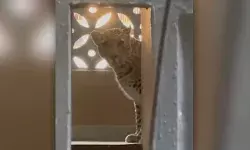 മകളുടെ വിവാഹത്തിനുള്ള ഒരുക്കത്തിനിടെ ഫ്‌ലാറ്റിനുള്ളില്‍ പുള്ളിപ്പുലി; ആക്രമണത്തില്‍ പ്രതിശ്രുത വധുവിനടക്കം ഗുരുതര പരിക്ക്; പുലിയെ പിടികൂടാനുള്ള ശ്രമം തുടരുന്നു