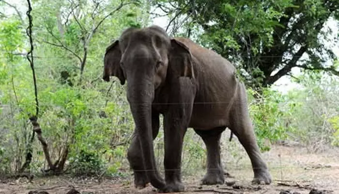 വെടിവെച്ച ശേഷം വാലില് തീ കൊളുത്തി; കാട്ടാനയെ ജീവനോടെ തീ കൊളുത്തിക്കൊന്ന മൂന്ന് പേര് അറസ്റ്റില് വെടിവെച്ച ശേഷം വാലില് തീ കൊളുത്തി; കാട്ടാനയെ ജീവനോടെ തീ കൊളുത്തിക്കൊന്ന മൂന്ന് പേര് അറസ്റ്റില്