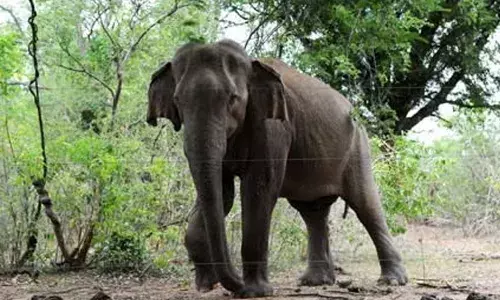 വെടിവെച്ച ശേഷം വാലില്‍ തീ കൊളുത്തി; കാട്ടാനയെ ജീവനോടെ തീ കൊളുത്തിക്കൊന്ന മൂന്ന് പേര്‍ അറസ്റ്റില്‍