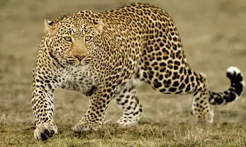 അമ്മയോടൊപ്പം നടന്നുപോകവെ അഞ്ചുവയസുകാരനെ പുലി കടിച്ചുകൊന്നു; നടുക്കുന്ന സംഭവം ഗുജറാത്തിലെ അമ്രേലി ജില്ലയില്‍