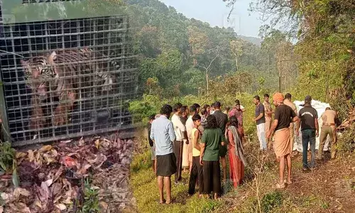 റാന്നിക്കാര്‍ക്ക് ഇനി ആശ്വസിക്കാം; രണ്ട് മാസമായി നാടിനെ വിറപ്പിച്ച കടുവ കൂട്ടിലായി