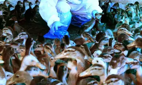 ആലപ്പുഴയിലും കോട്ടയത്തും പക്ഷിപ്പനി സ്ഥിരീകരിച്ചു: 12 വാര്‍ഡുകളില്‍ രോഗബാധ; കടുത്ത ജാഗ്രതാനിര്‍ദ്ദേശം