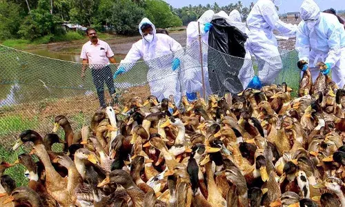 ക്രിസ്മസ് പ്രതീക്ഷകളെ എല്ലാം തകിടം മറിച്ചെത്തിയ ഭീതി; പക്ഷിപ്പനിയിൽ പൊറുതിമുട്ടി കർഷകർ; കൂട്ടത്തോടെ കൊന്നൊടുക്കാനും തീരുമാനം; മുൻകരുതലുകൾ കൃത്യമായി പാലിക്കാനും നിർദ്ദേശം